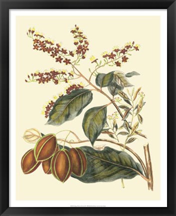 Framed Foliage, Flowers &amp; Fruit III Print
