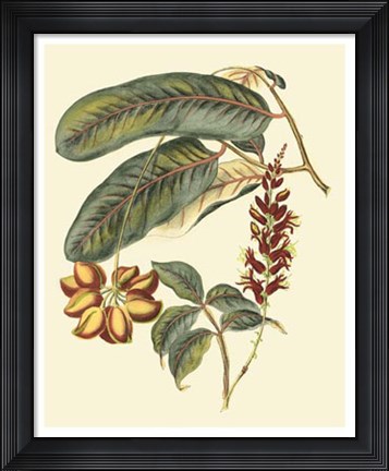 Framed Foliage, Flowers &amp; Fruit IV Print