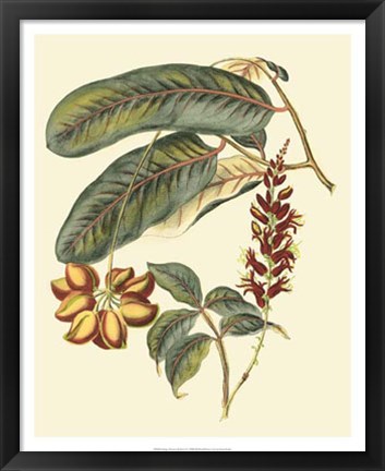 Framed Foliage, Flowers &amp; Fruit IV Print