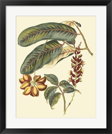 Framed Foliage, Flowers &amp; Fruit IV Print