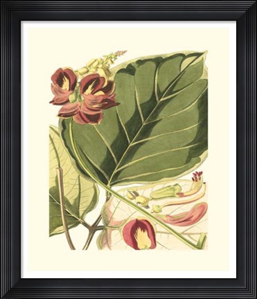 Framed Fantastical Botanical I Print