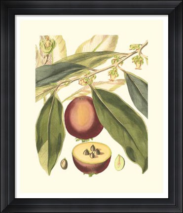 Framed Fantastical Botanical III Print