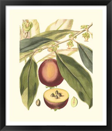 Framed Fantastical Botanical III Print
