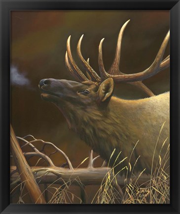 Framed Elk Portrait I Print