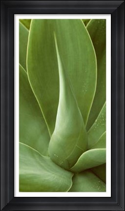 Framed Patterned Nature I Print