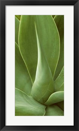 Framed Patterned Nature I Print