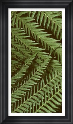 Framed Patterned Nature II Print