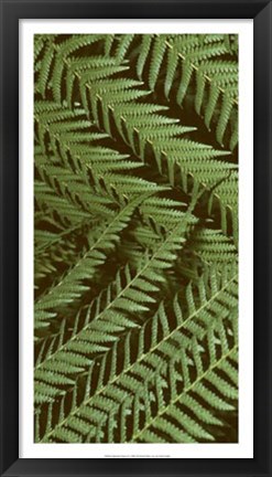 Framed Patterned Nature II Print