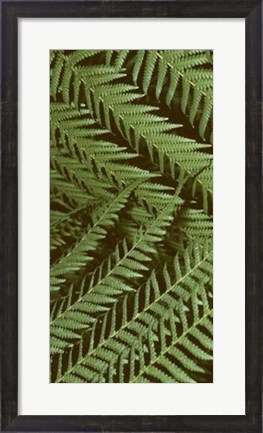 Framed Patterned Nature II Print