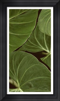 Framed Patterned Nature III Print
