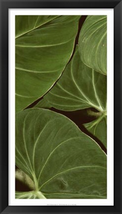 Framed Patterned Nature III Print