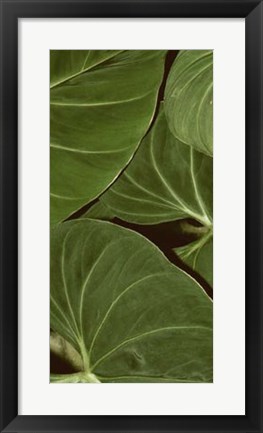 Framed Patterned Nature III Print