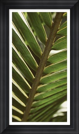Framed Patterned Nature IV Print