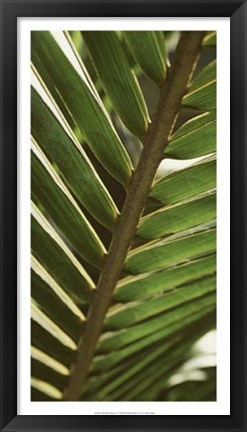 Framed Patterned Nature IV Print