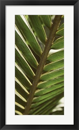 Framed Patterned Nature IV Print