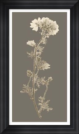 Framed Taupe Nature Study I Print