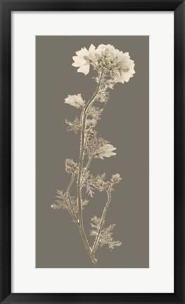Framed Taupe Nature Study I Print