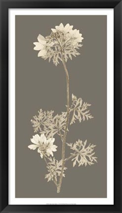 Framed Taupe Nature Study II Print