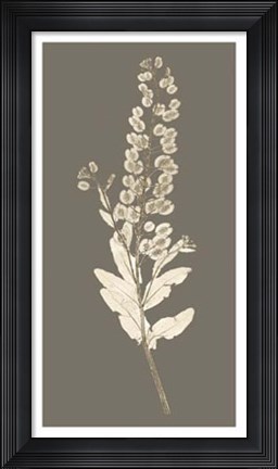 Framed Taupe Nature Study III Print