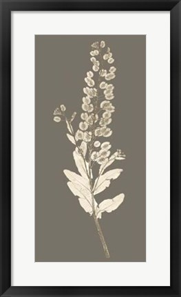 Framed Taupe Nature Study III Print