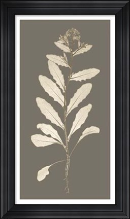 Framed Taupe Nature Study IV Print