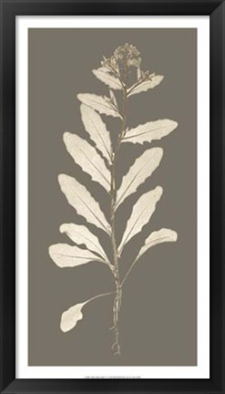 Framed Taupe Nature Study IV Print