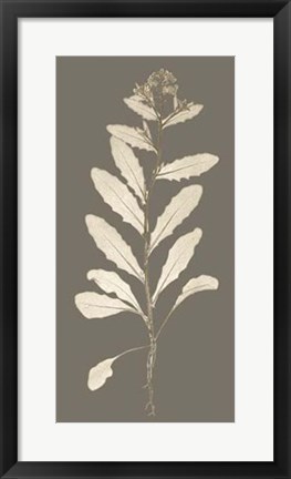 Framed Taupe Nature Study IV Print