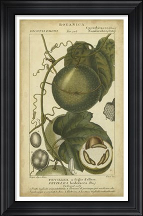 Framed Exotic Botanica I Print