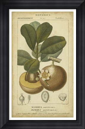 Framed Exotic Botanica II Print