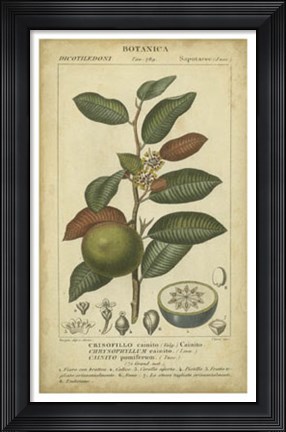 Framed Exotic Botanica III Print