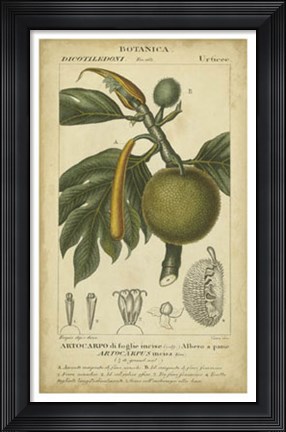 Framed Exotic Botanica IV Print