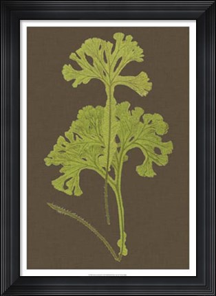 Framed Ferns on Linen II Print