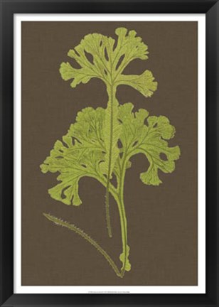 Framed Ferns on Linen II Print