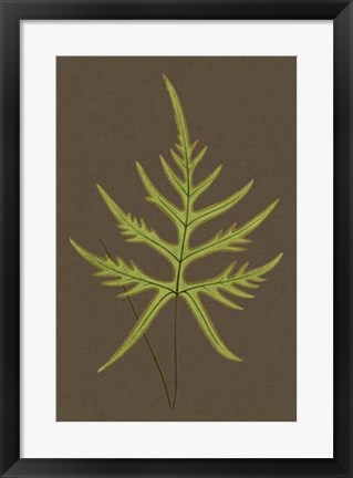 Framed Ferns on Linen IV Print