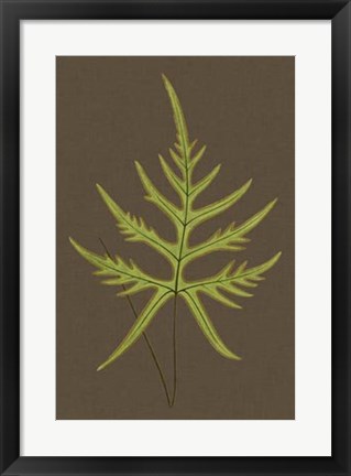 Framed Ferns on Linen IV Print