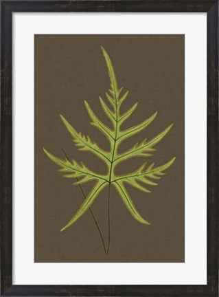Framed Ferns on Linen IV Print