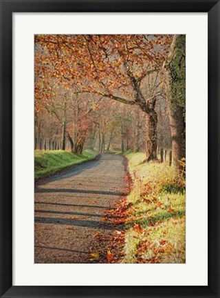 Framed Morning on Sparks Lane III Print