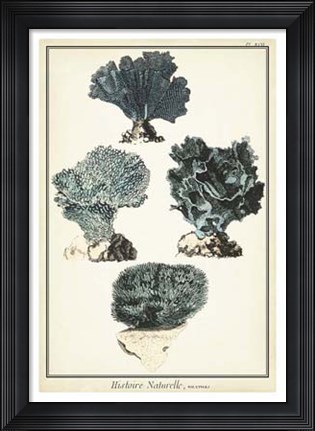 Framed Coral Species I Print