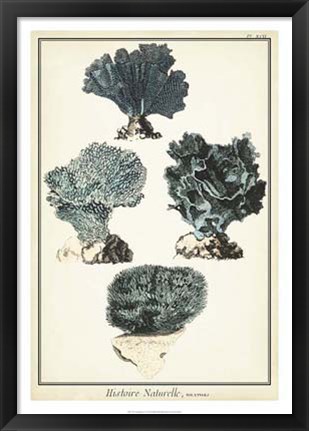 Framed Coral Species I Print