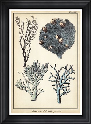 Framed Coral Species II Print