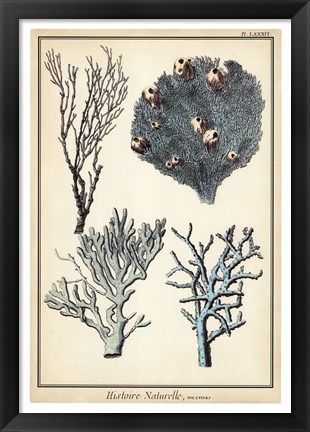 Framed Coral Species II Print