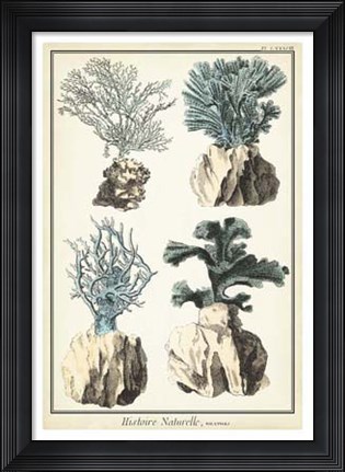 Framed Coral Species III Print