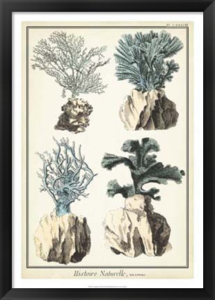 Framed Coral Species III Print