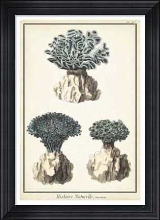 Framed Coral Species IV Print