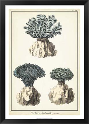 Framed Coral Species IV Print