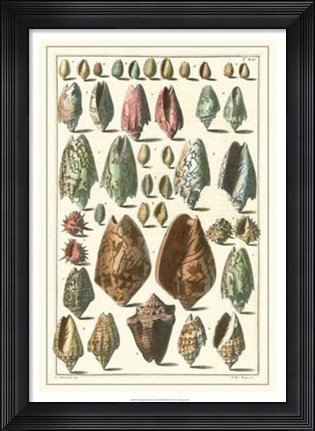 Framed Shell Collection I Print