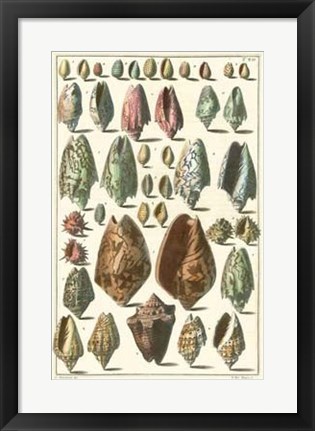 Framed Shell Collection I Print