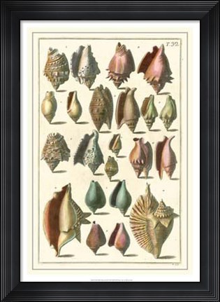 Framed Shell Collection III Print