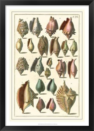 Framed Shell Collection III Print