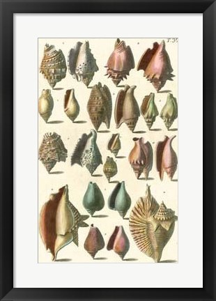 Framed Shell Collection III Print